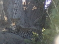 Leopard video camera-lv maybe
